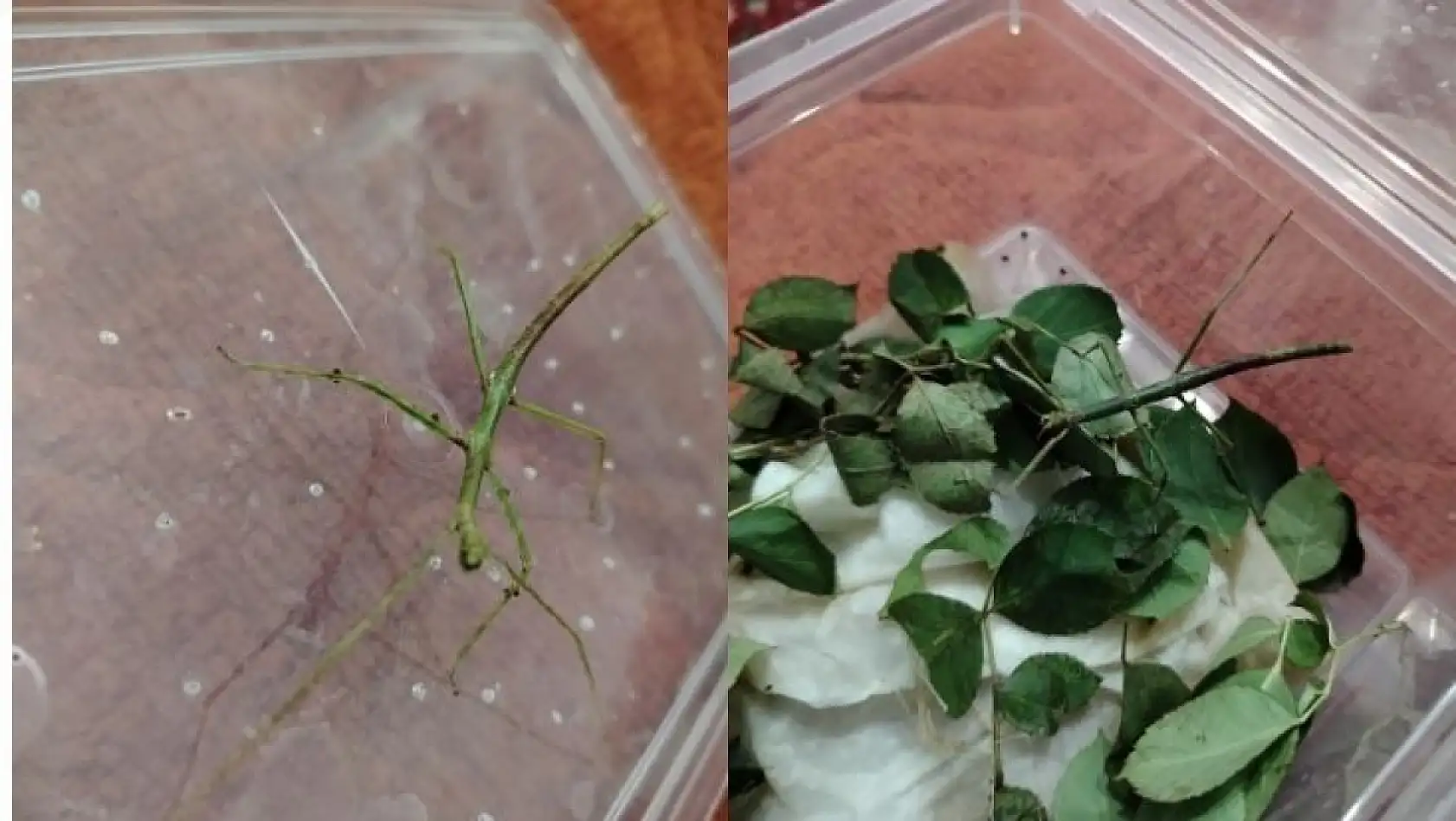 Türkiye'de sadece iki kişide var, biri Kayseri'de... Egzotik canlının sahibiyle özel röportaj!