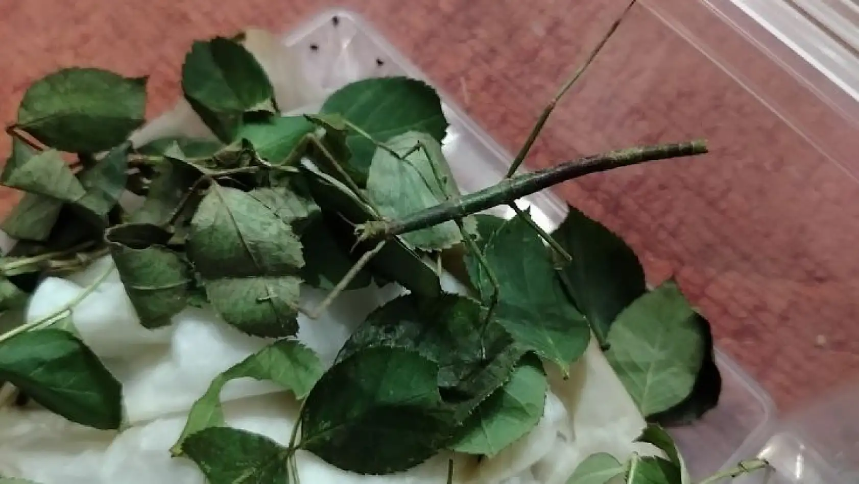 Türkiye'de sadece iki kişide var, biri Kayseri'de... Egzotik canlının sahibiyle özel röportaj!