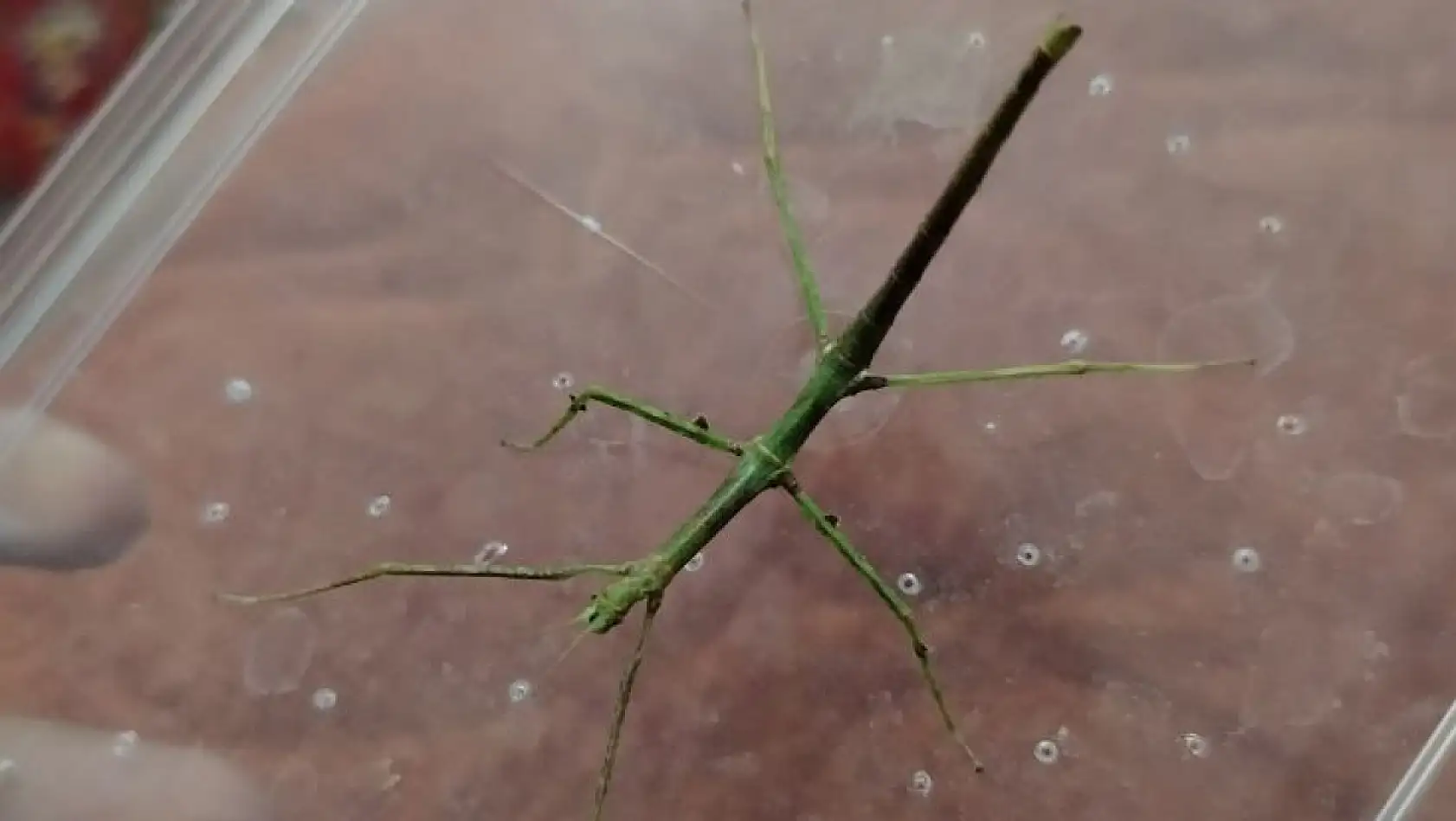 Türkiye'de sadece iki kişide var, biri Kayseri'de... Egzotik canlının sahibiyle özel röportaj!