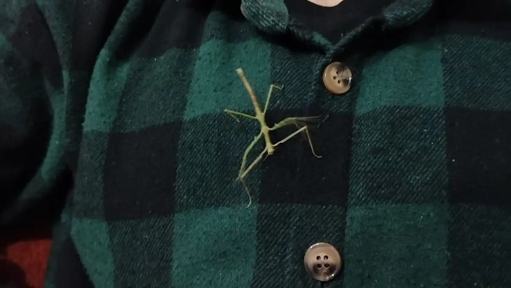 Türkiye'de sadece iki kişide var, biri Kayseri'de... Egzotik canlının sahibiyle özel röportaj!