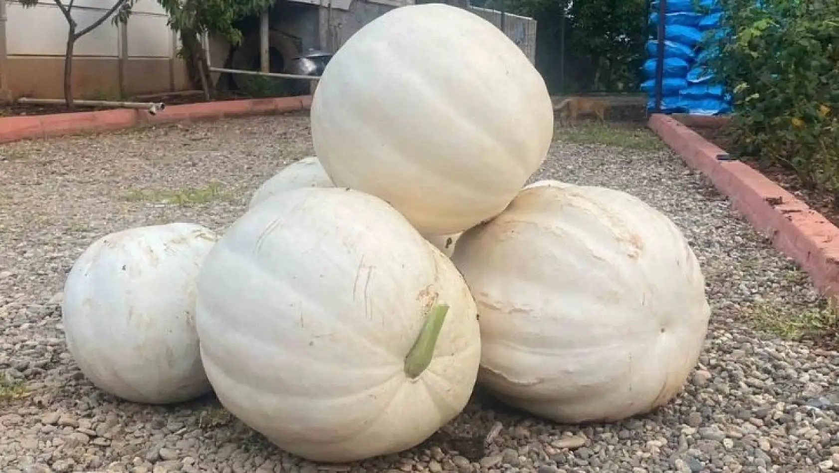 Komşu ilde yasaklandı! Kayseri'ye de yasak gelecek mi?