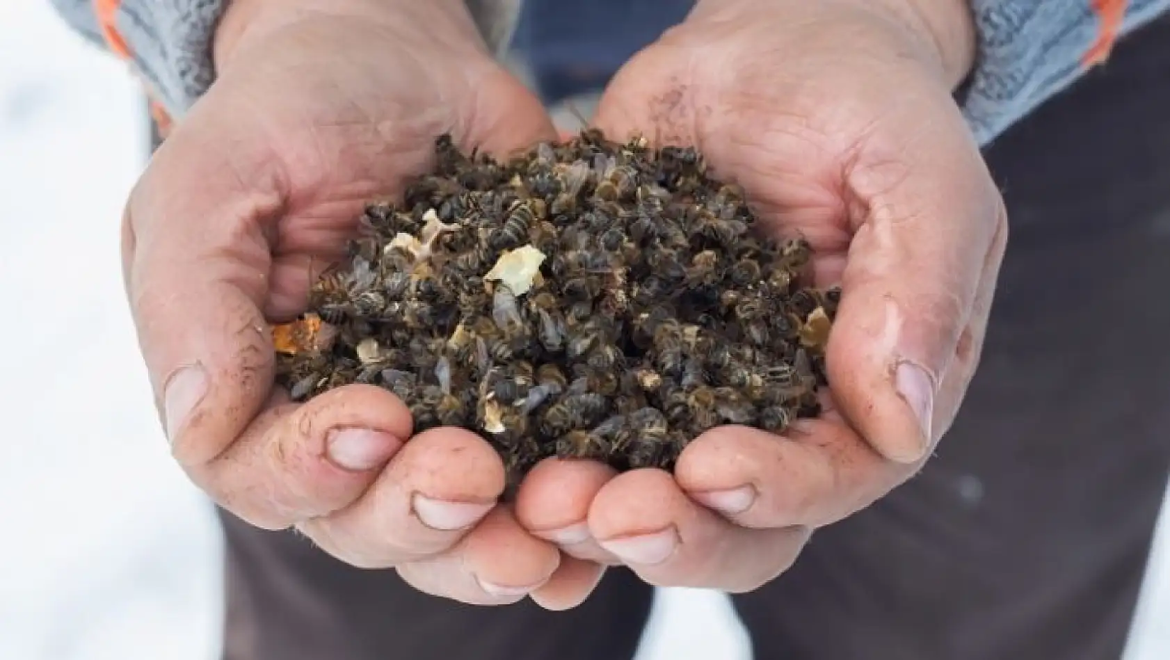 Kayseri'de arıcılığa çifte darbe: Don yetmedi, bir de bu eklendi…