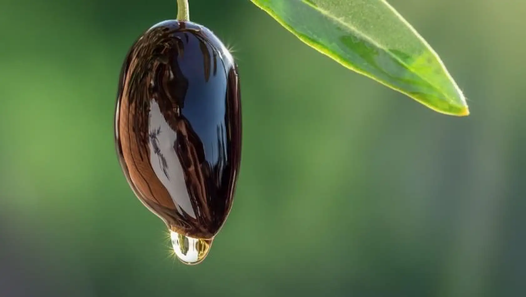 Tarım Bakanlığı açıkladı - Hileli zeytinyağı markaları ortaya çıktı!