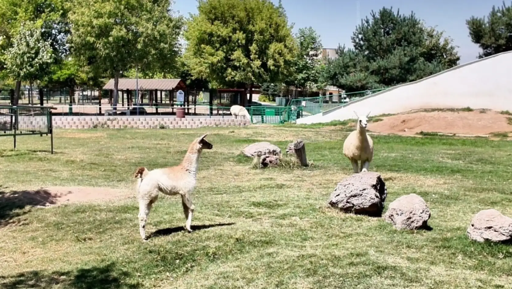 Kayseri'de Hayvanat Bahçesi'ne 59 yeni üye katıldı