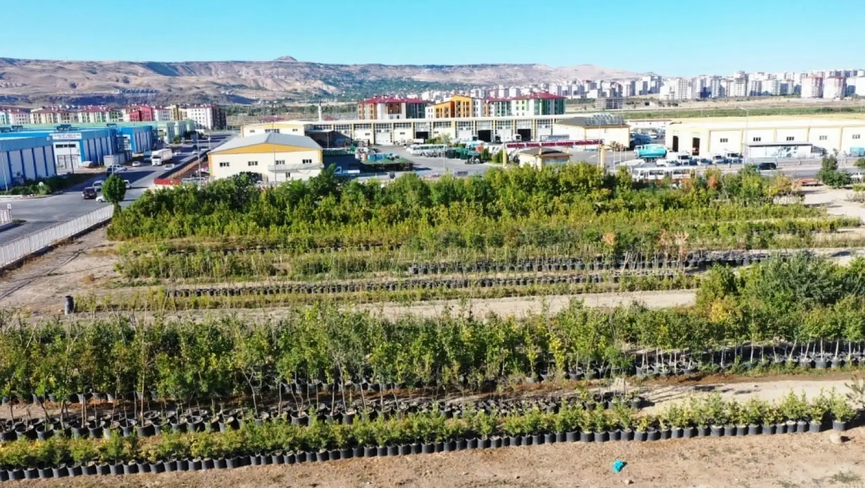 Kocasinan'da rekor üretim: 525 bin bitki Kayseri'yi renklendirecek!