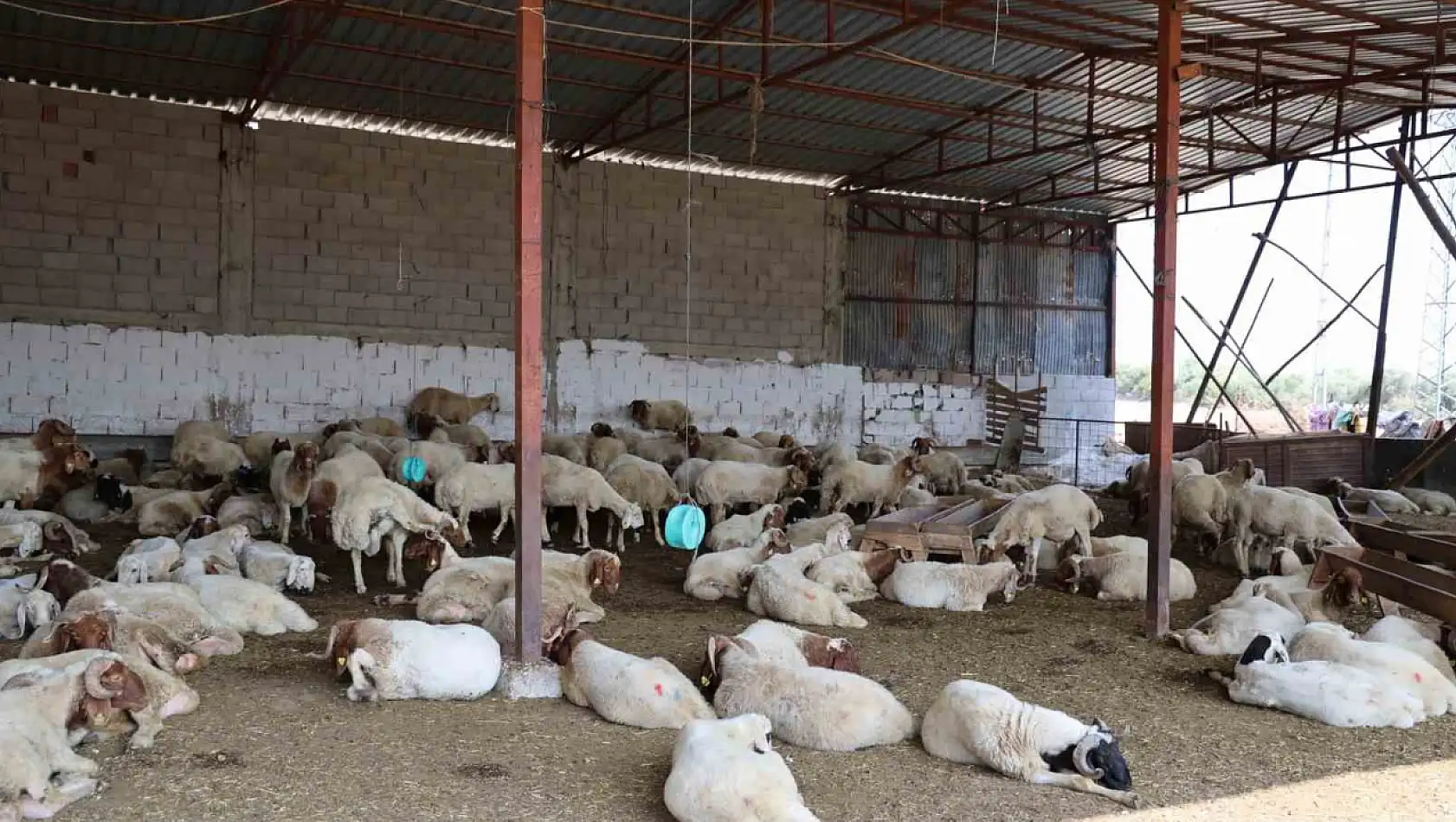 'Mavi dil' hastalığı yıllar sonra yeniden ortaya çıktı! Mahalle karantinaya alındı!