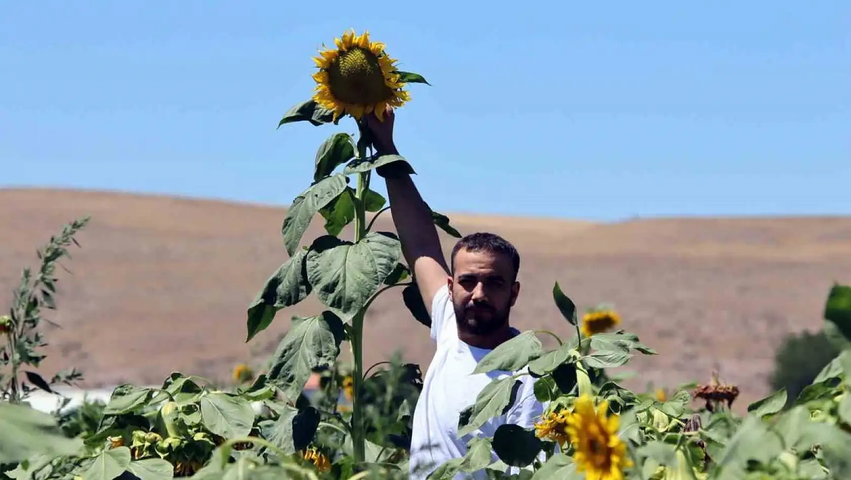 Kayseri'de Ayçiçeklerinin Sarı Renkli Görsel Şöleni