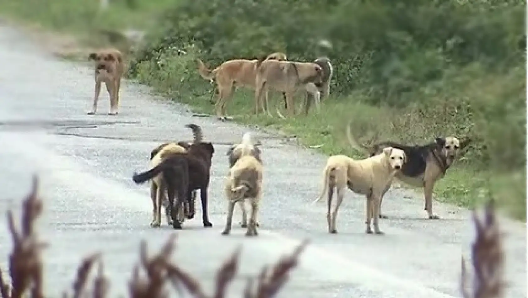 Başıboş köpekler tedirgin ediyor... Kuduza dikkat!