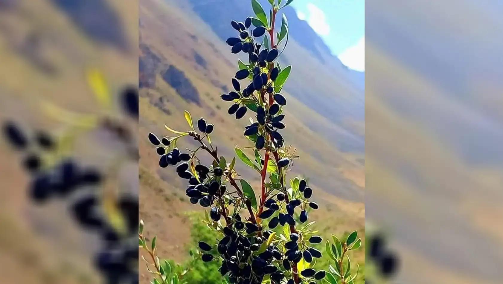 Bu meyve tam bir Karaciğer dostu – Kayseri'nin o ilçesinde adeta fışkırıyor! Ruslar bu meyveye bayılıyor...