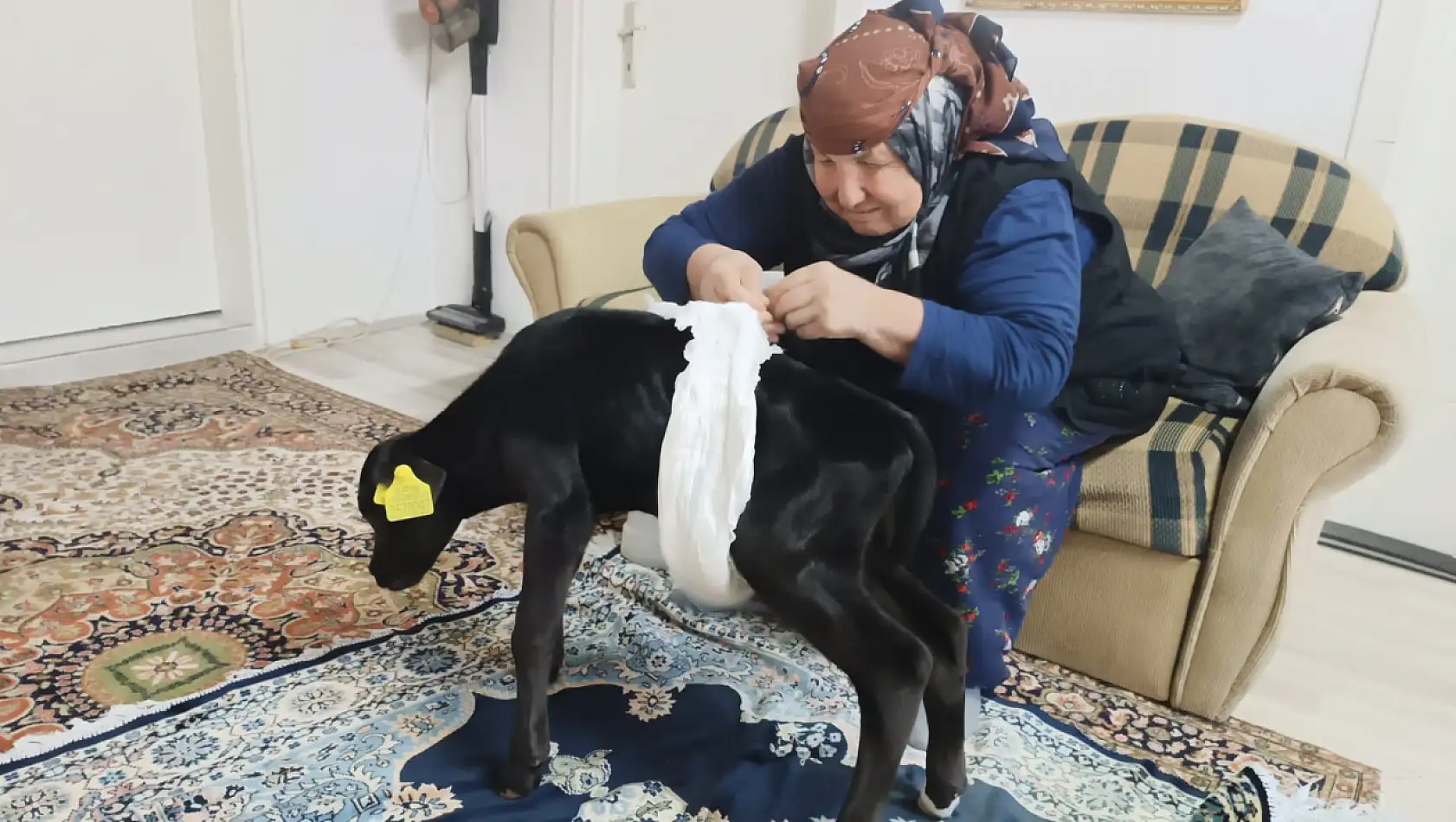 Çiftçi Kadın, Veterinerin Ölür Dediği Buzağıyı Kurtardı