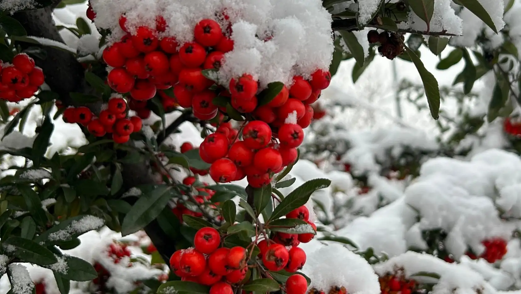 Bu görüntüler Kayseri'den…