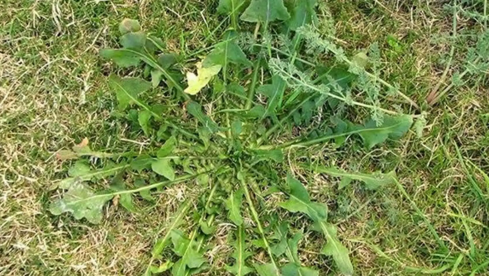 Kayseri'de toplanıyor! Herkes bu bitkilerin peşinde