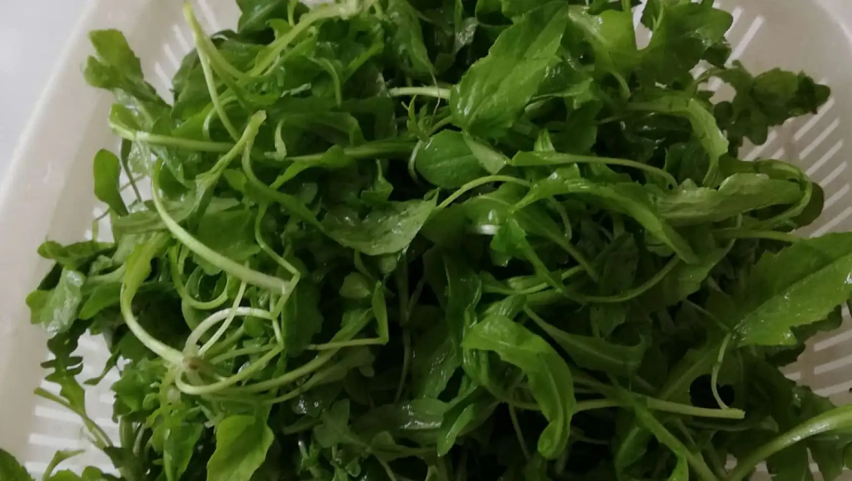 Kayseri'de toplanıyor! Herkes bu bitkilerin peşinde