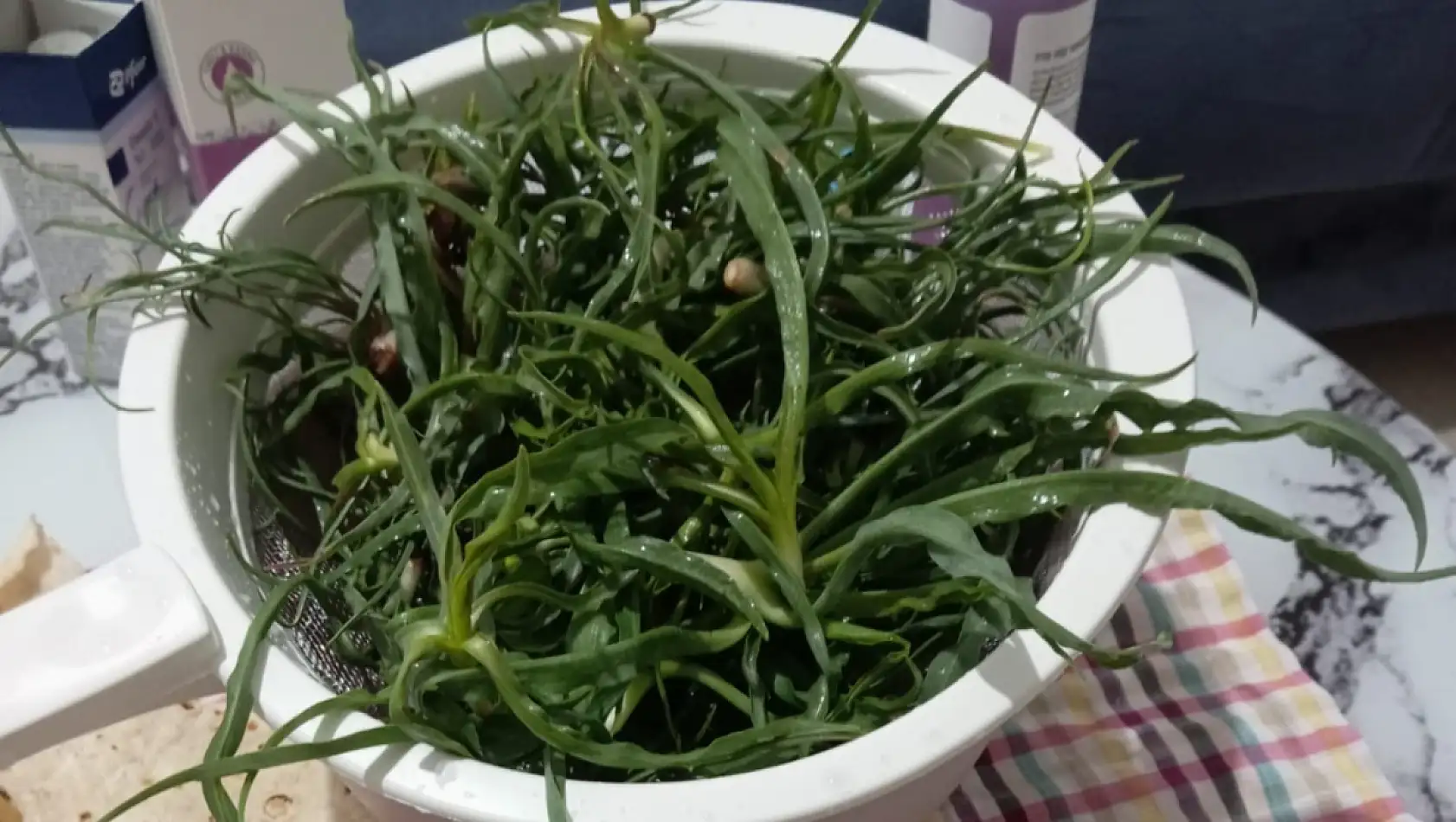 Kayseri'de toplanıyor! Herkes bu bitkilerin peşinde