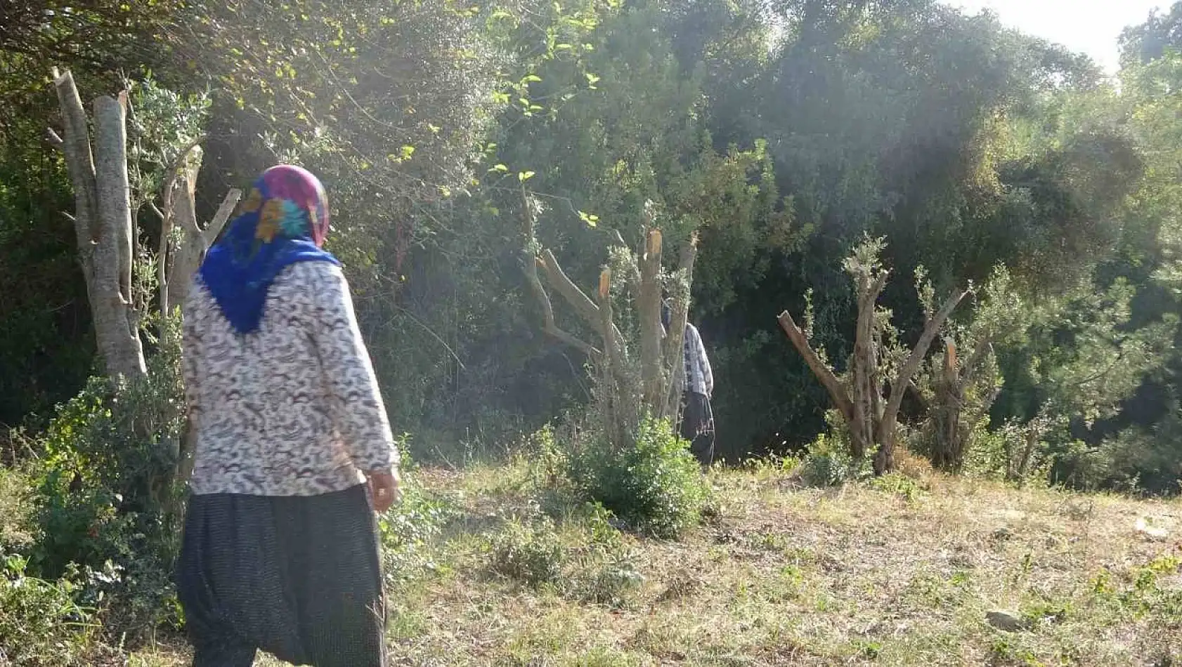 Kahramanmaraş'ta zeytin ağaçlarını kesti iddiası ortalığı karıştırdı!