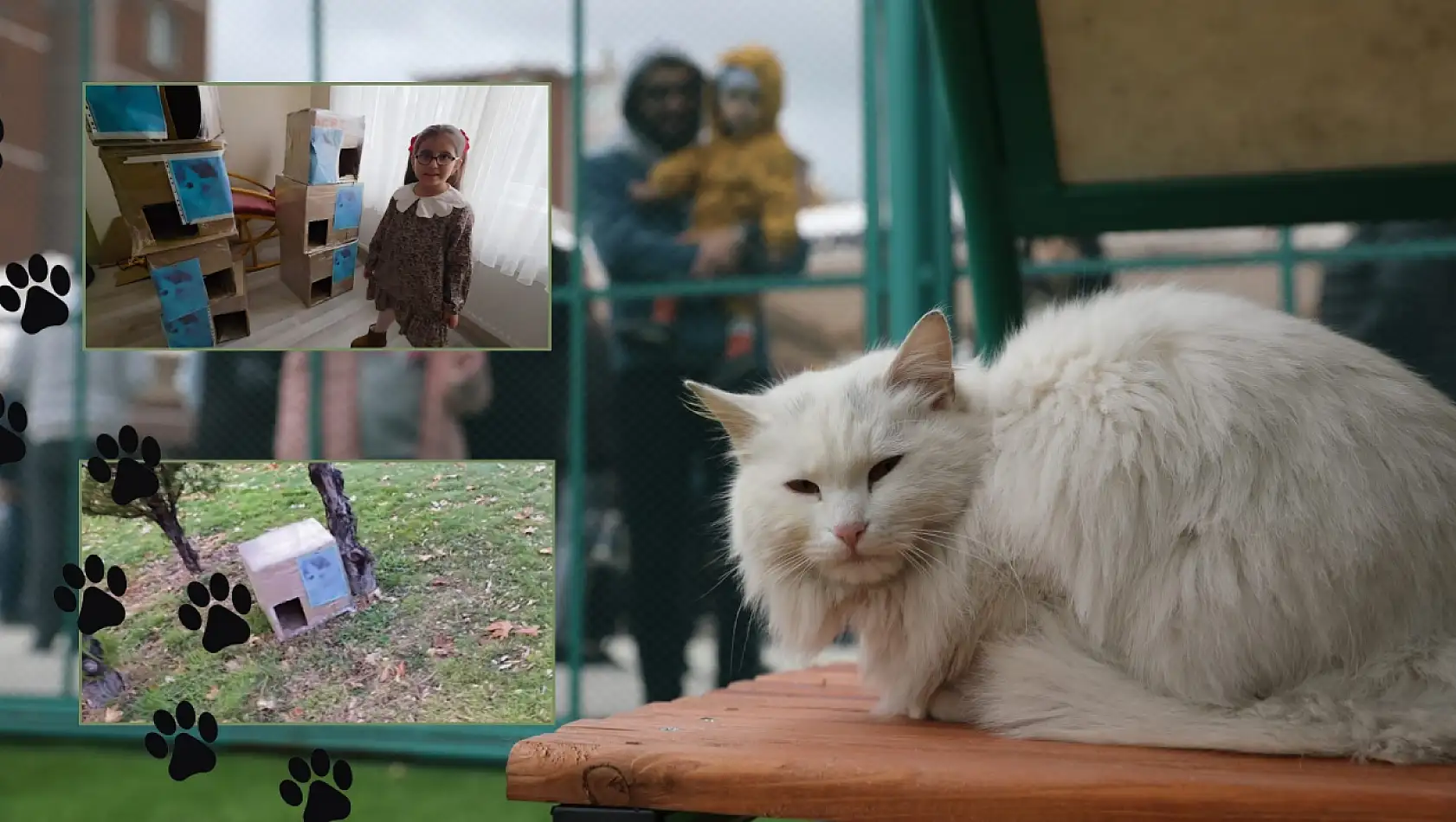 Kayseri'de küçük yürekten büyük duyarlılık - Buzdolabı kutusundan 7 kedi yuvası