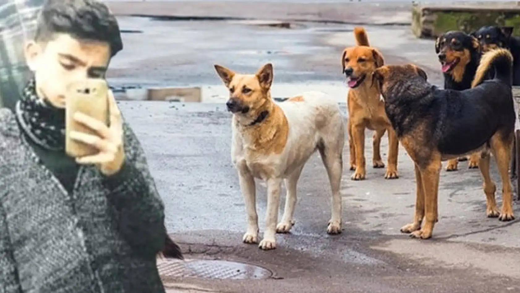 Kayseri'de okullar açıldı – Köpek sorunu yeniden ortaya çıktı!