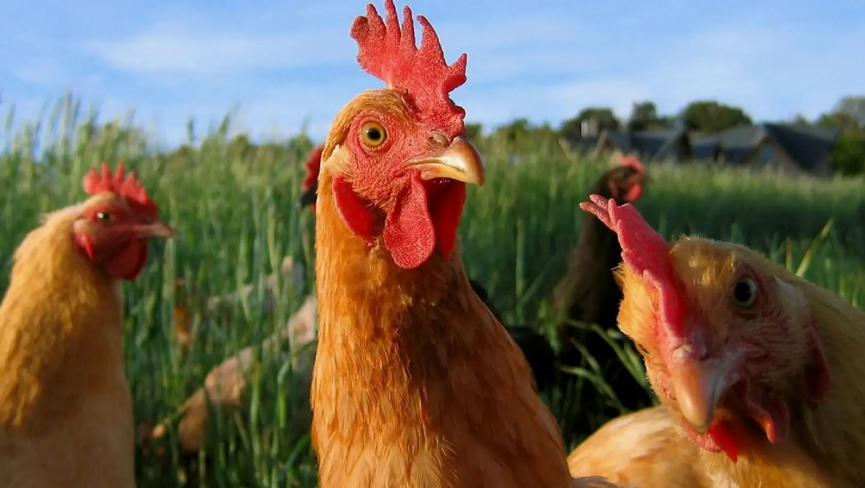 Kayseri'de Tavuk Hem Ağzı Hem Cebi Yakıyor !