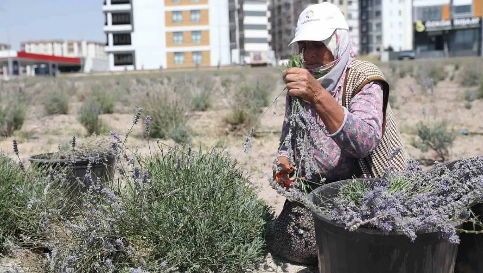 Kayseri'ye Renk ve Koku Getiren Mahalle Bakın Nerde?