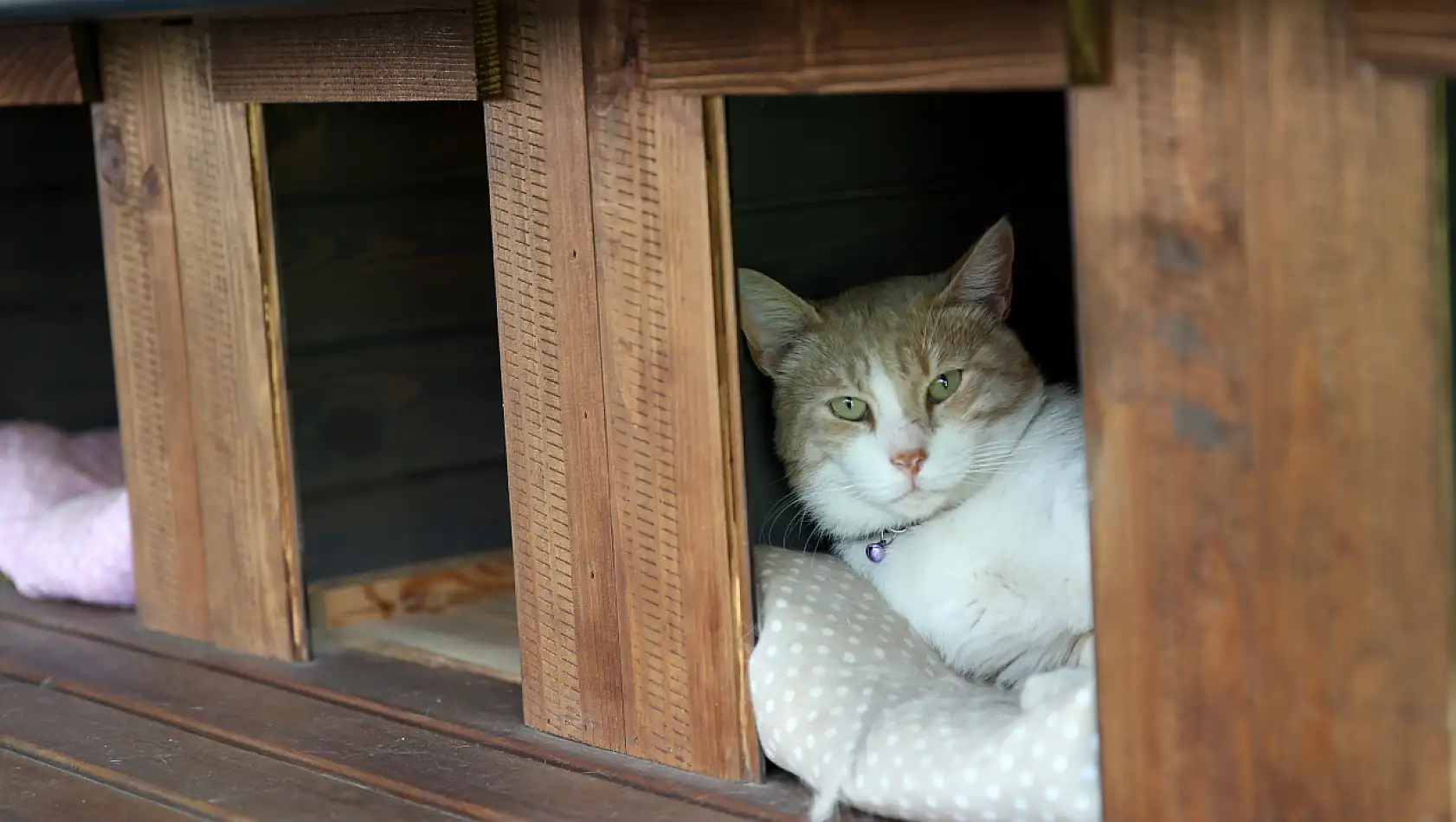 Kedi Kasabası patili dostları bir araya getiriyor