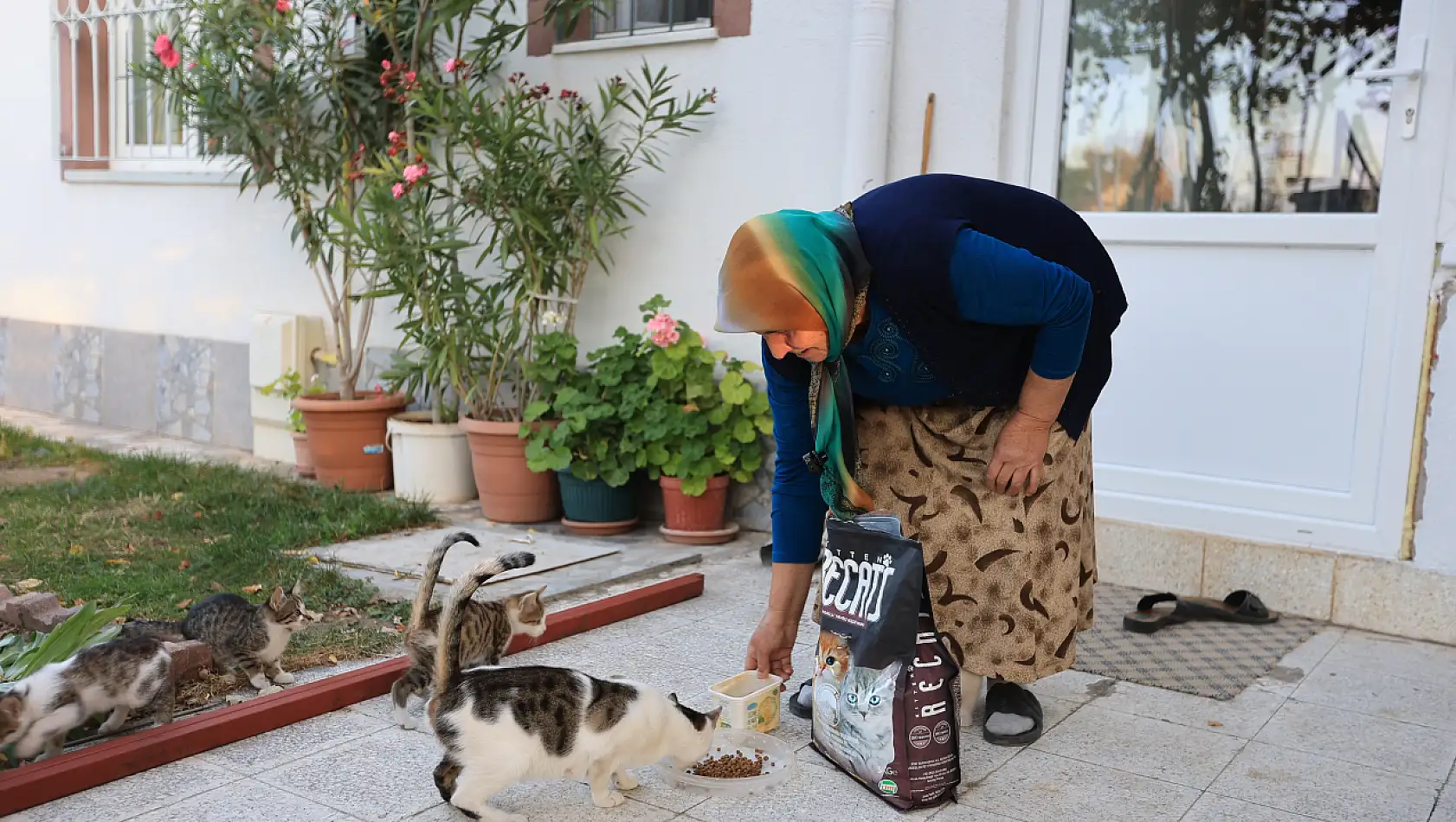 Kedileri için mama isteyen Pembe teyzenin isteğini Büyükşehir yerine getirdi!