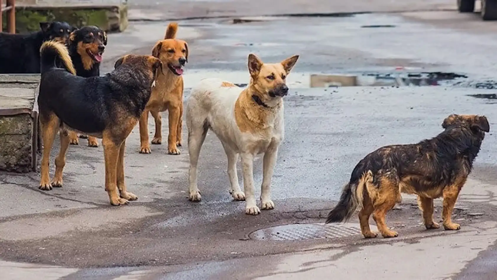 Sokak Köpeklerinin Uyutulacağı Tarih Belli Oldu