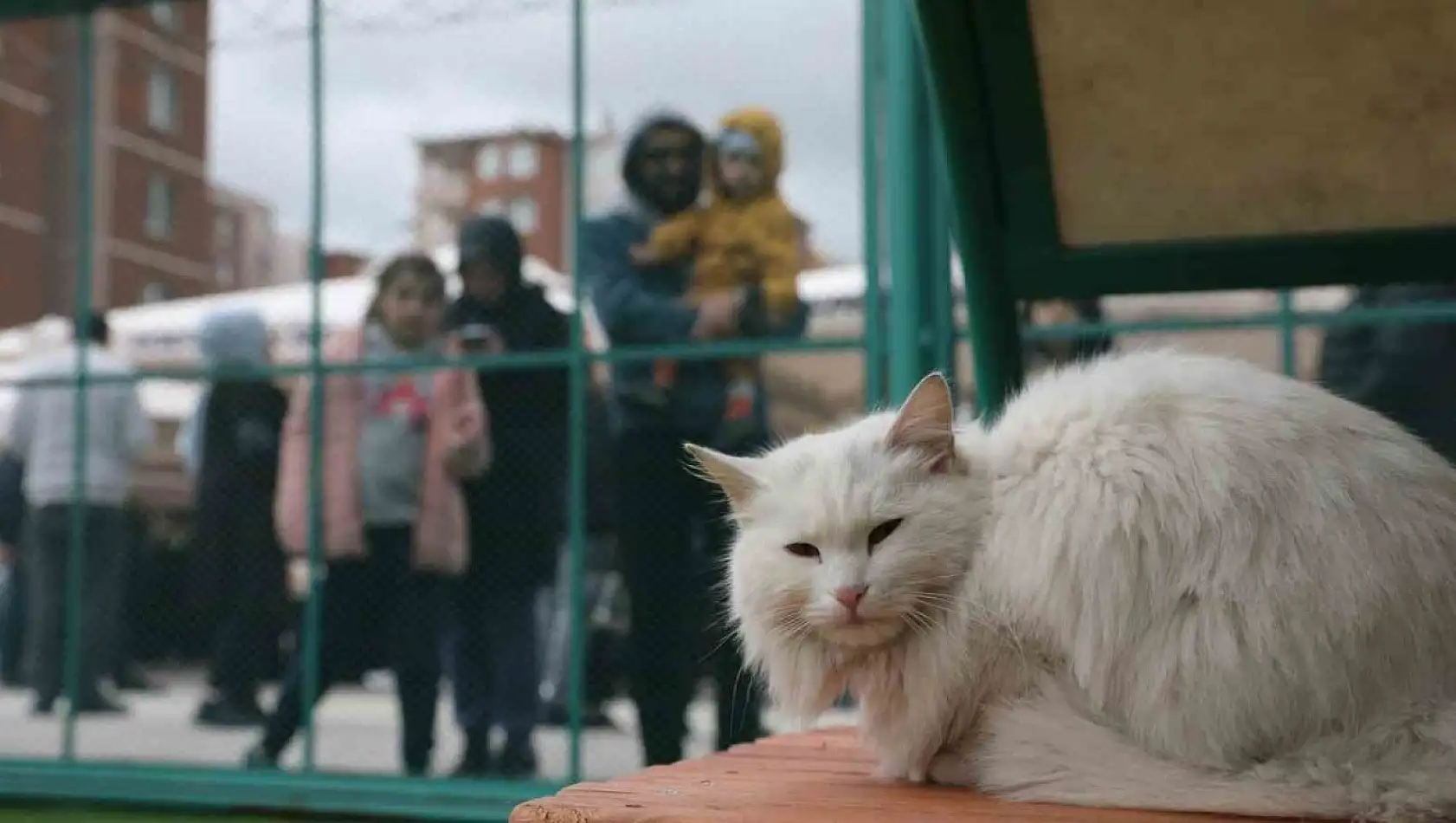 Kocasinan'da kedi kasabası açıldı