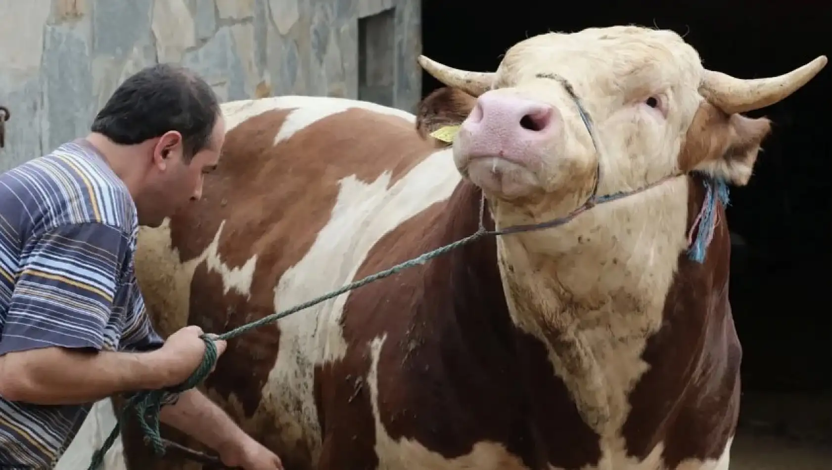 Kurban Bayramı'nda Hayvanlara Eziyet Edenlere Sert Cezalar!