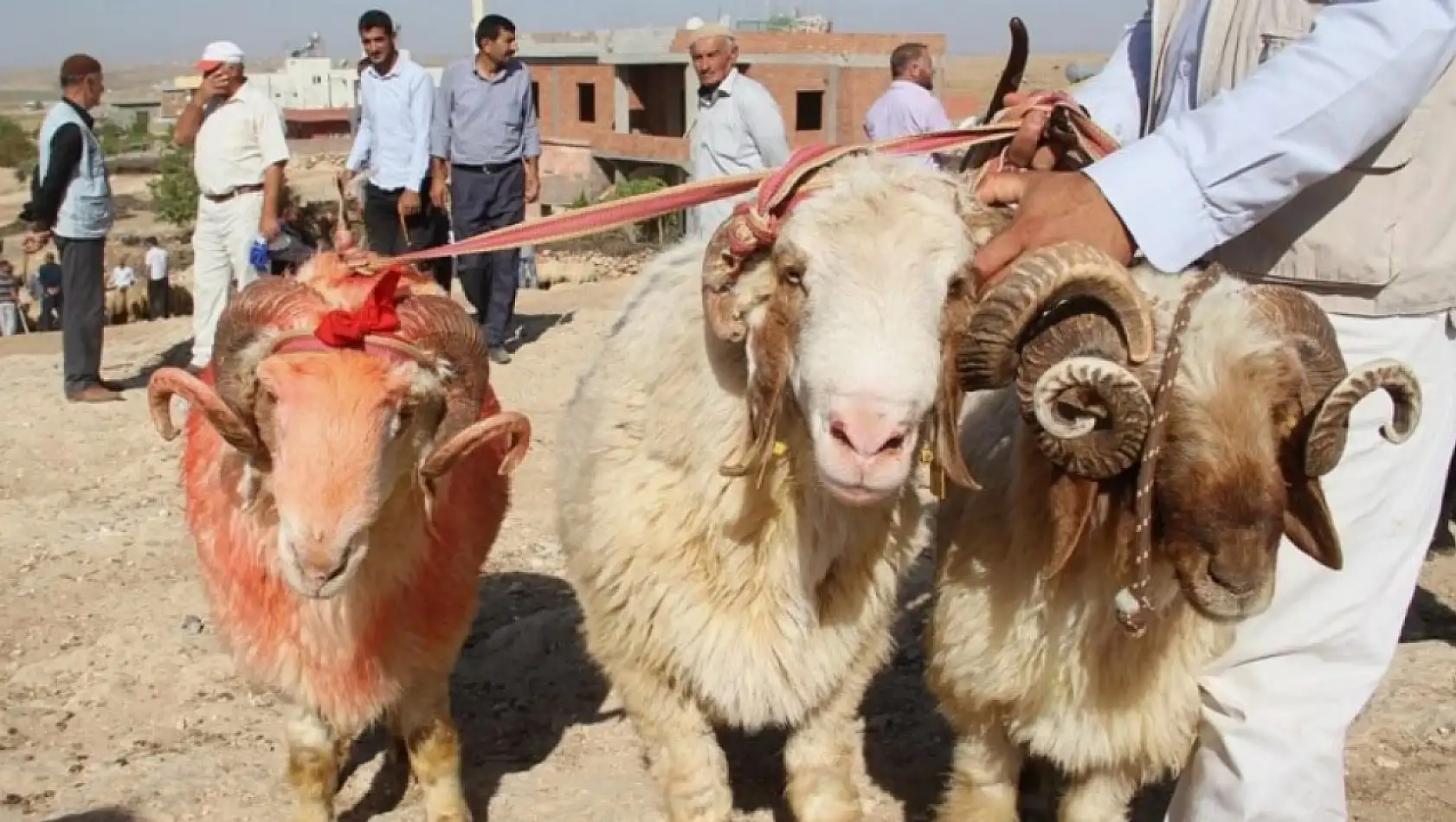 Kurbanlık Almak İçin Acele Etmeyin - Fiyatlar Tepetaklak Düşüyor!