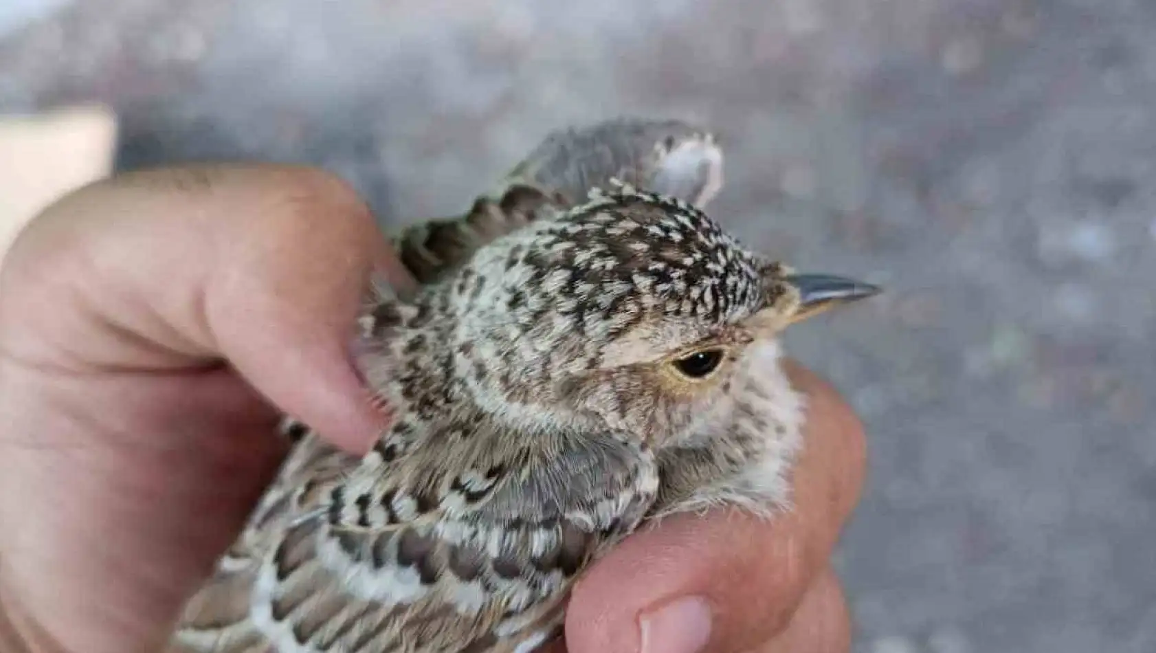 Kayseri'de Yaralı Şahin ve Kulaklı Toygar Bulundu