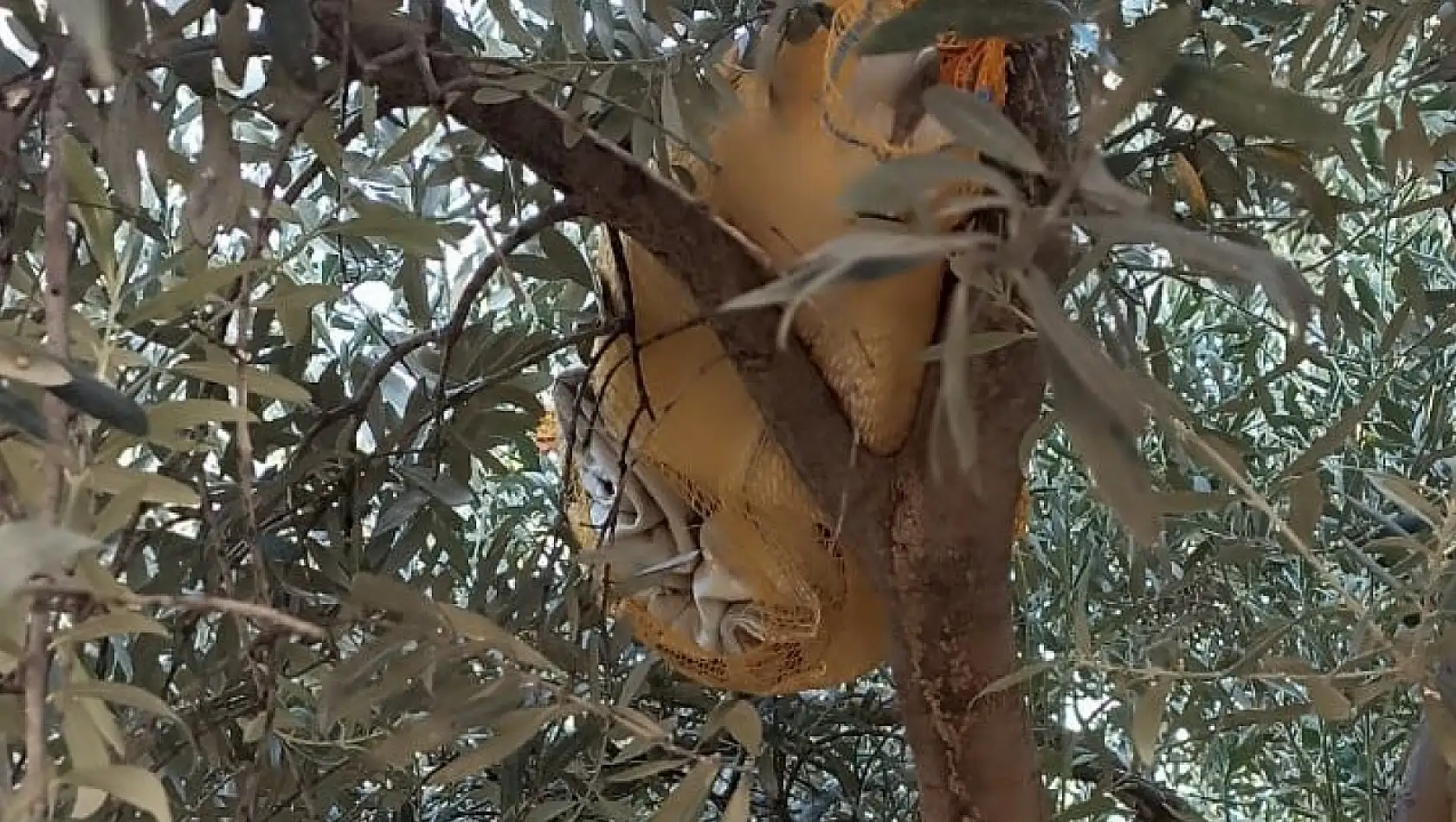 Zeytin ağacına uyuşturucu sakladı- Yakalandı!