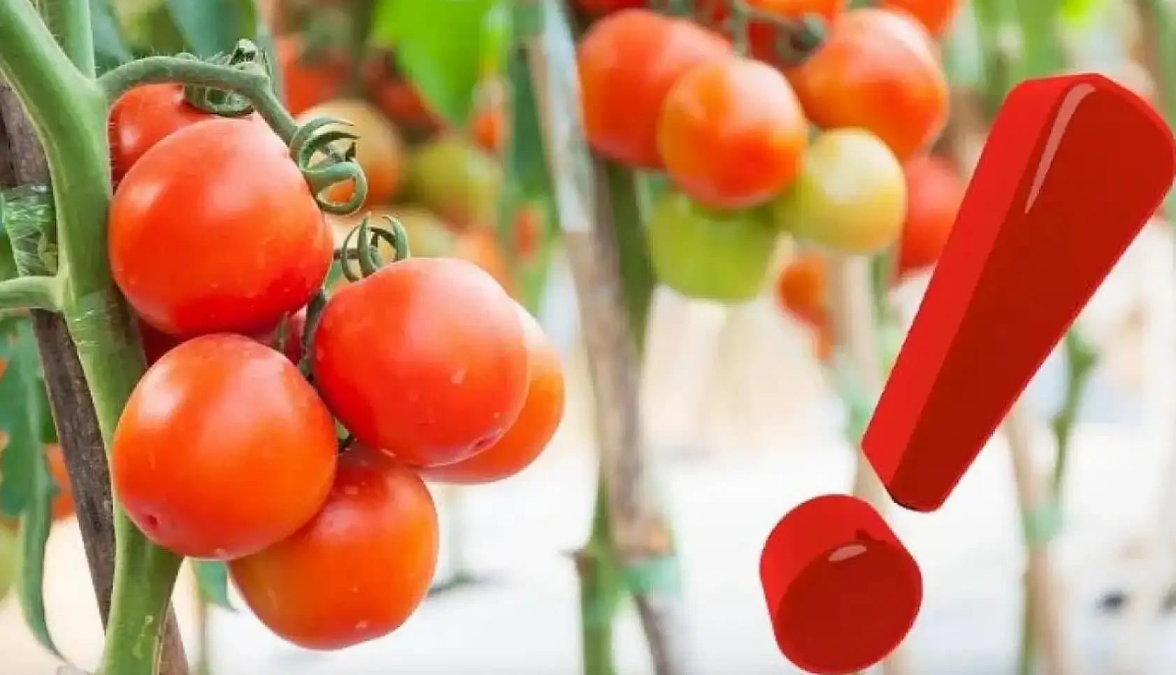 Kayseri kısa kısa: Tomarza, şenlik, domates, kira ve öne çıkanlar... (3 Ağustos)