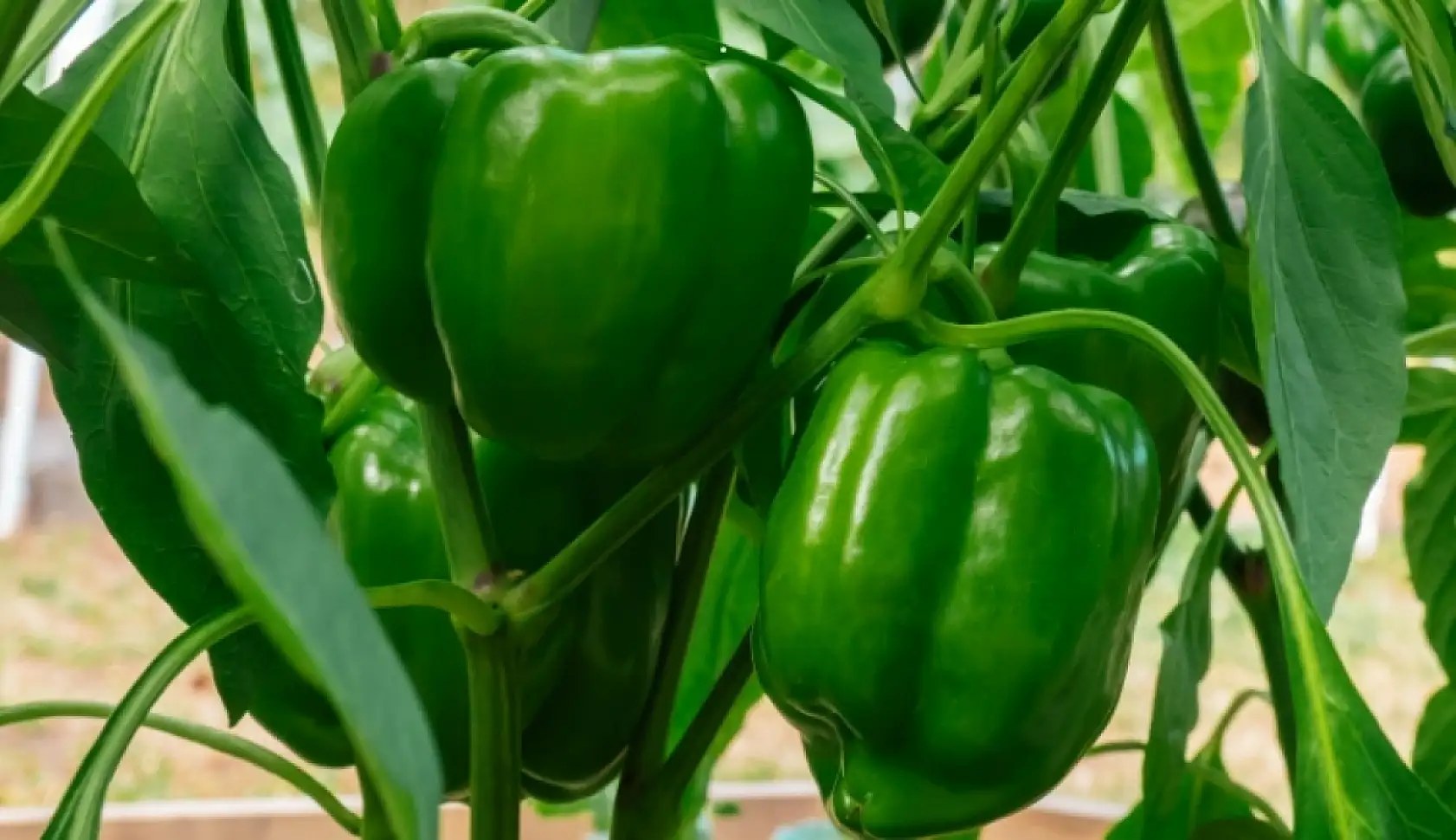 Bahçem yok diye üzülmeyin: Evde sebze yetiştirmek mümkün! Peki hangi sebzeler evde yetiştirilir?