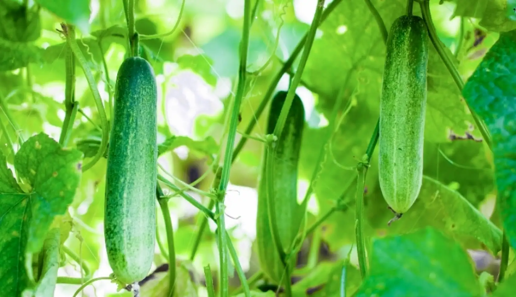 Bahçem yok diye üzülmeyin: Evde sebze yetiştirmek mümkün! Peki hangi sebzeler evde yetiştirilir?