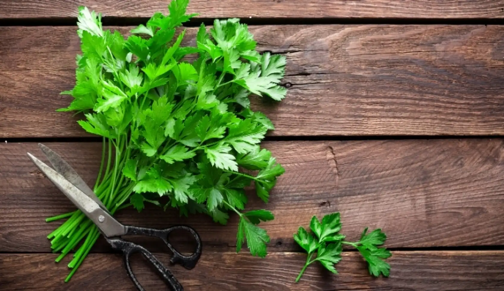 Bahçem yok diye üzülmeyin: Evde sebze yetiştirmek mümkün! Peki hangi sebzeler evde yetiştirilir?