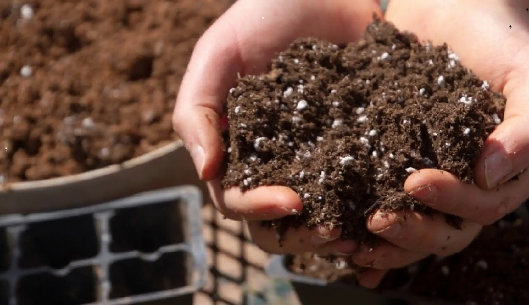 Bahçem yok diye üzülmeyin: Evde sebze yetiştirmek mümkün! Peki hangi sebzeler evde yetiştirilir?