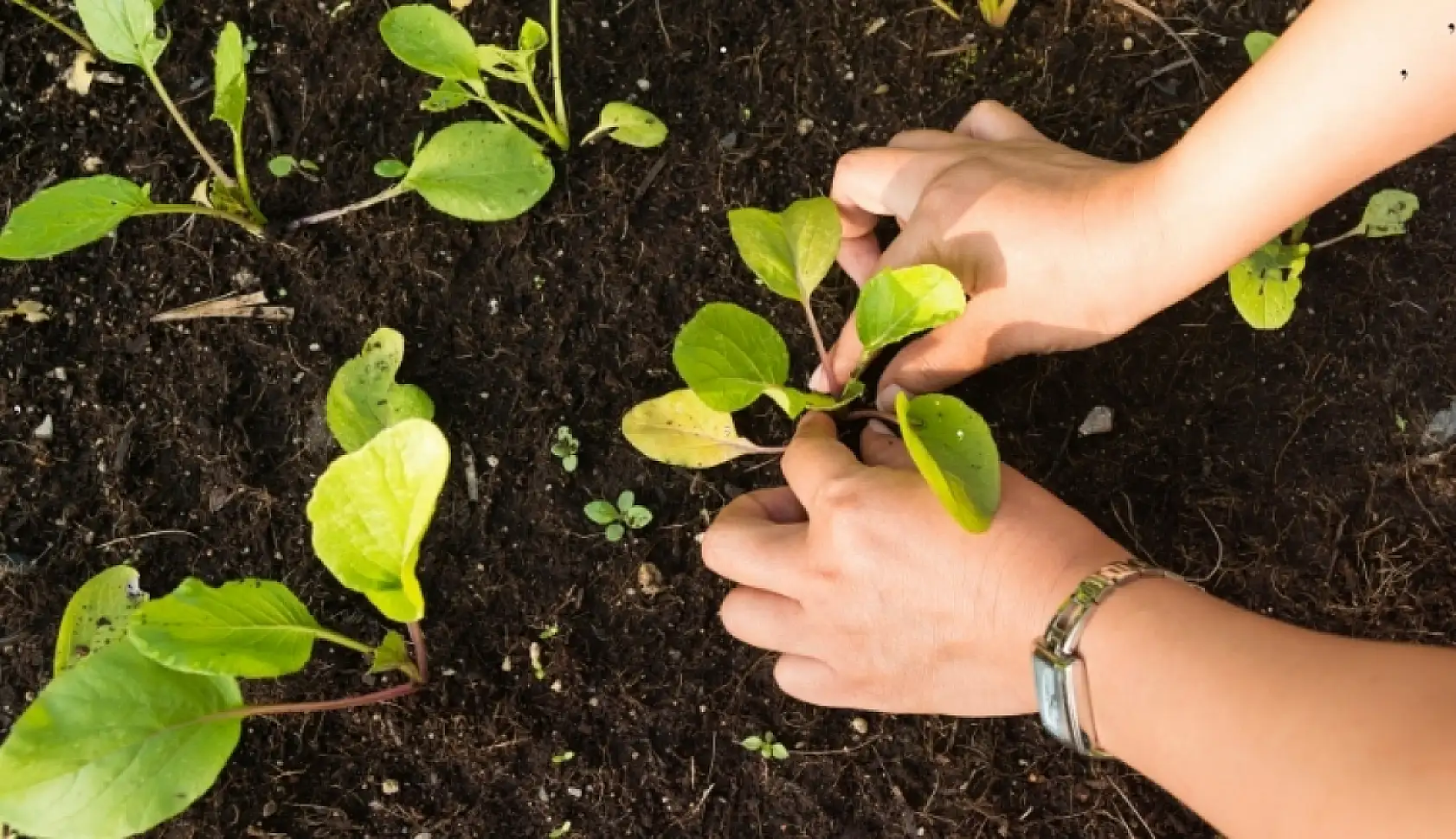 Bahçem yok diye üzülmeyin: Evde sebze yetiştirmek mümkün! Peki hangi sebzeler evde yetiştirilir?