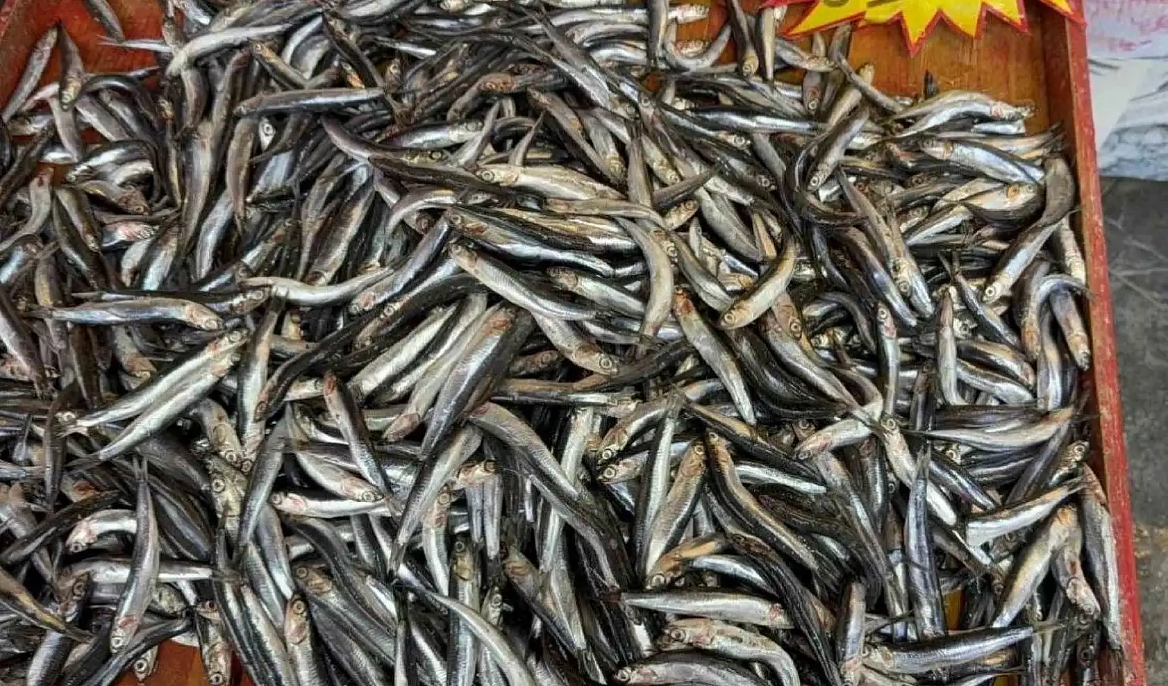 Kayseri'de balık fiyatlarında sürpriz düşüş: İşte güncel rakamlar!