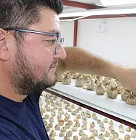 Kilosu 900 bin TL'ye ulaşıyor: Kayseri'de ilk hasat heyecanı!