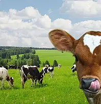 Büyükbaş üreticisine müjde! Buzağı ve malak desteği artırıldı