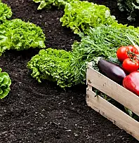 Büyükşehir'in organik eğitim listesi açıklandı