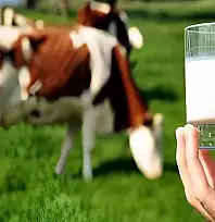 Çiğ süt desteğinde kritik süre başladı! Üreticiler bu tarihe dikkat
