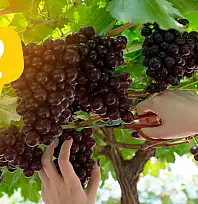 Develi'de üzümler neden geç olgunlaştı? Hasat öncesi dikkat çeken ölçüm
