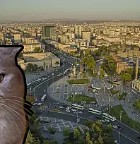 Esenyurt'ta kaybolan kedi aranıyor!