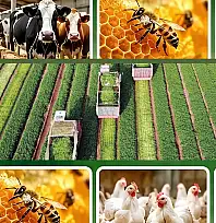 Genç çiftçilere 5 milyon TL müjdesi! Başvuru şartları belli oldu