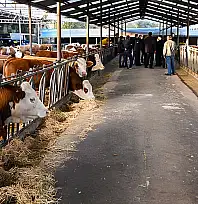 Hayvancılık işletmelerinde yeni dönem! İşletmeler 5 sınıfa ayrılacak