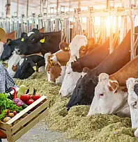 Hayvancılıkta her şey değişiyor: Büyük dönüşüm başladı!