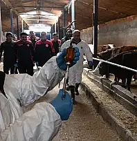 Hayvancılıkta kâbus Kayseri'ye geri dönmesin diye çalışmalar başladı!