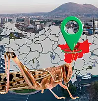 İstanbul'da değil ama Kayseri, Sivas ve Yozgat'ta istila: Çekirge sorunu büyüyor!
