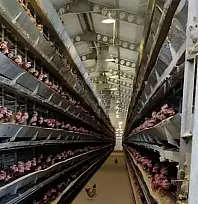 Kanatlı sektöründeki milyonluk projeye ÇED kararı!